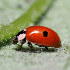Beneficial Insects & Mites