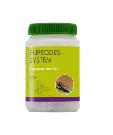 Eupeodes System - 100 Pupae