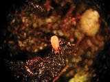 Hypoaspis-System
