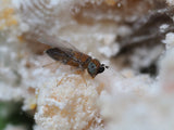 Anagyrus-System