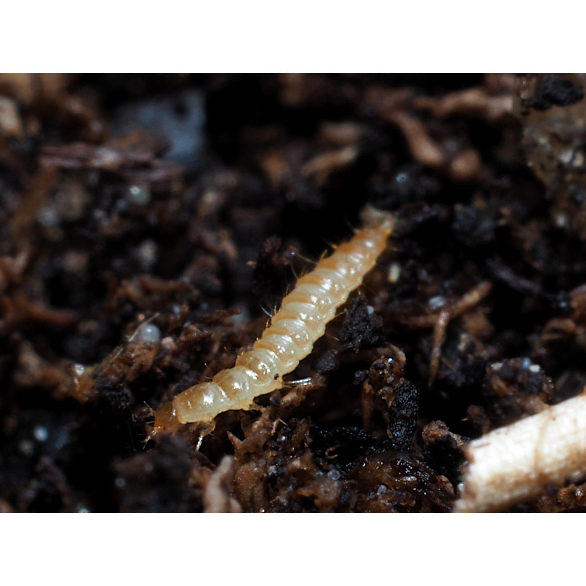 Atheta-System – Agralan Growers