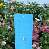 Blue Sticky Trap