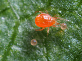Phytoseiulus-System