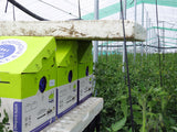 Bumblebee Turbo Hive (Audax)